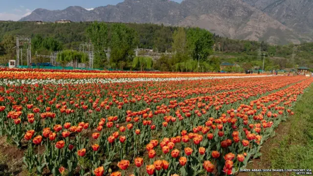 ट्यूलिप गार्डन