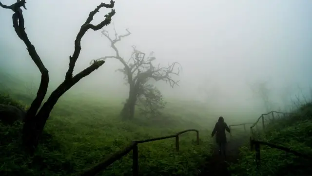 Foto de un lector de BBC Mundo por el tema "bosques"