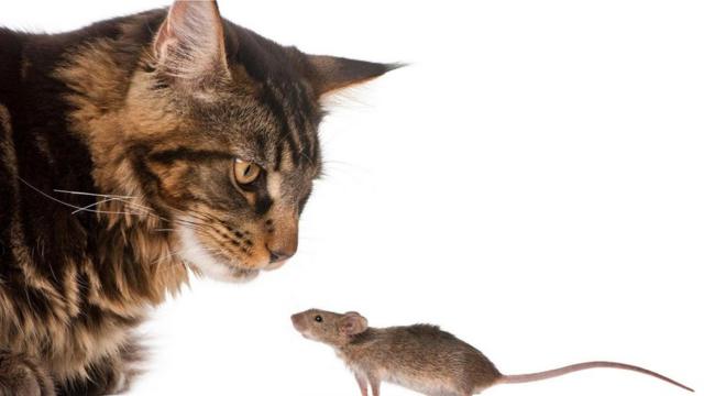 貓盯老鼠