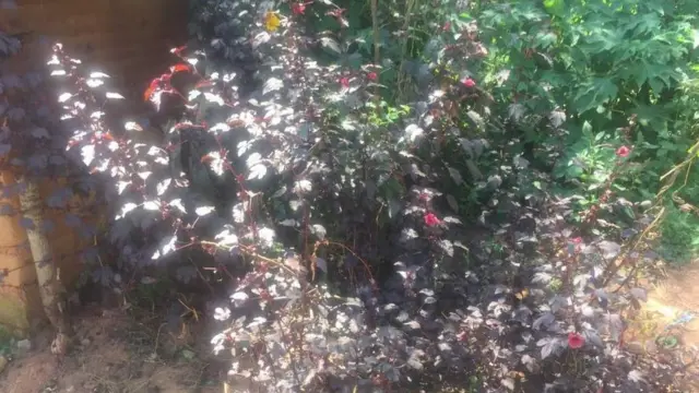 Umuti witwa ishurwe ukoreshwa mu kwongereza amaraso