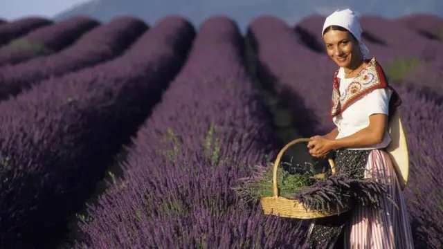 Збір врожаю лаванди у Провансі на плато де Валенсоль