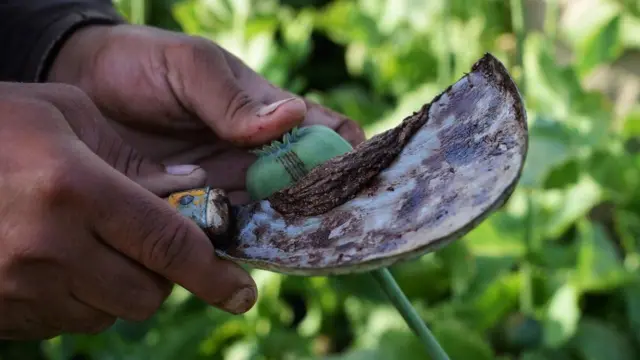 نشه يي توکي