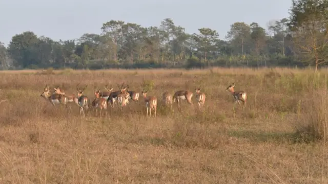खैरापुरमा चर्दै कृष्णसारको एउटा बथान