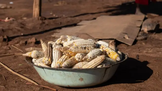 El huitlacoche es un hongo del maíz.