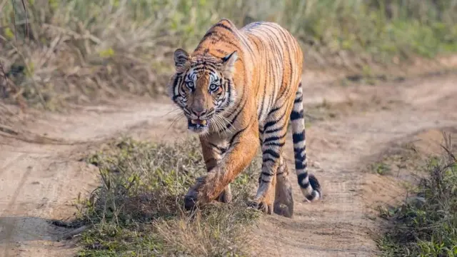 चितवन निकुञ्जभित्रको सडकमा एउटा बाघ