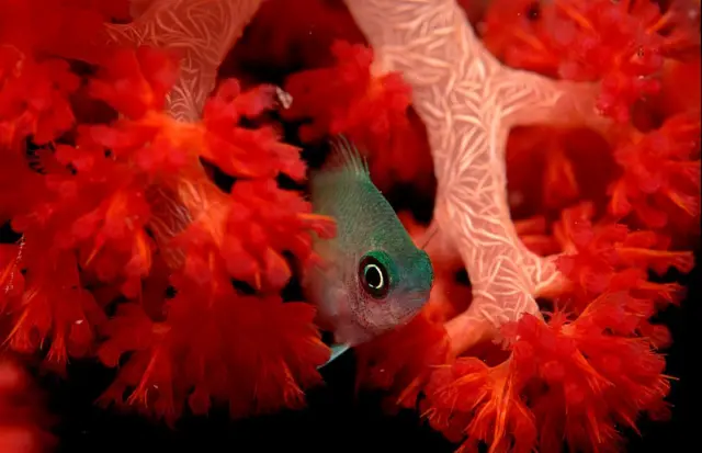 Fotografia colorida mostra peixe verdecoritiba e santosmeio a corais vermelhos