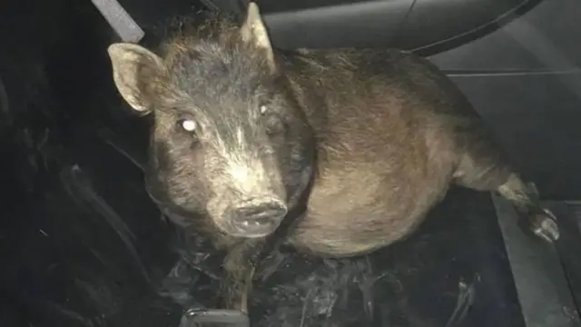 Свиня в авто