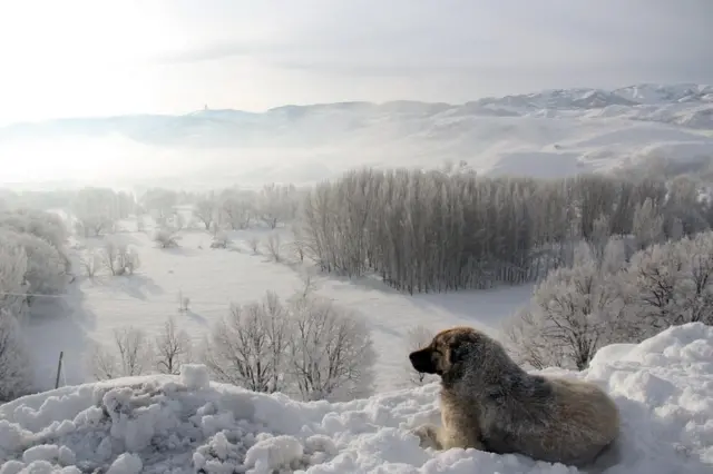 A dog looking out at a snow-covered scene