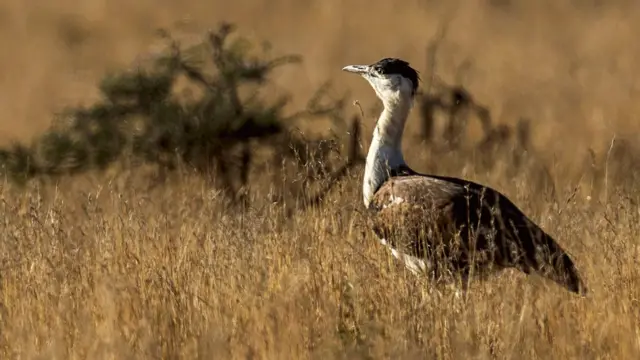 கான மயில்