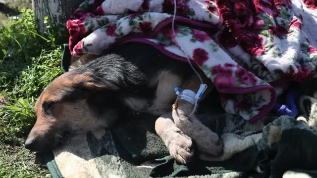 A dog lies on the floor covered with a blanket.