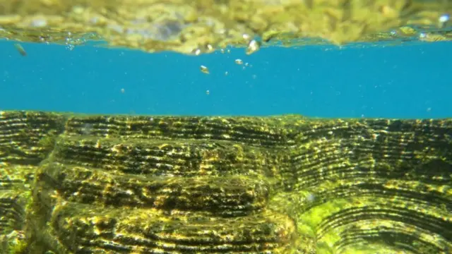 يعتقد العلماء أن إضافة حواف للكتل الخرسانية يساعد في نمو وتكاثر الكائنات البحرية، لكن فعالية هذه الحواف تتوقف على طبيعة البيئة البحرية في المنطقة