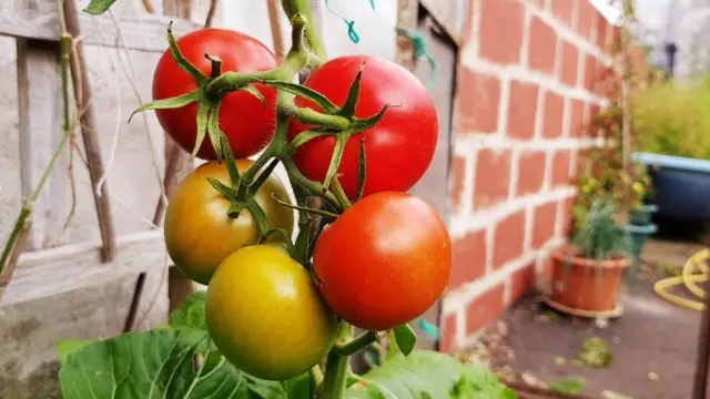 มะเขือเทศ