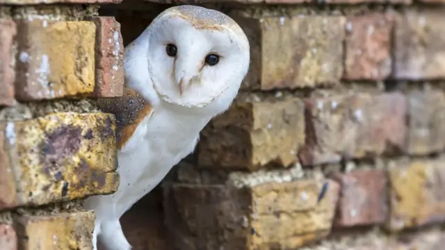 గుడ్లగూబ