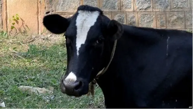 हिरयाणा, गाय