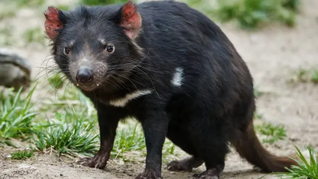 Demônio da Tasmânia