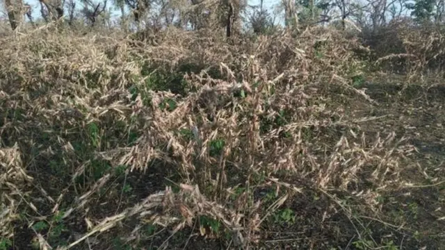 ਟਿੱਡੀ ਦਲ