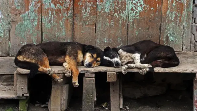 కుక్కలు