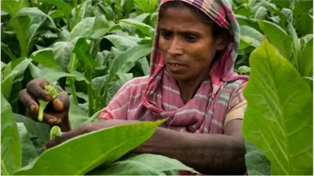 তামাক শিল্পে অসংখ্য চাষি জড়িত বলে সরকার বলছে
