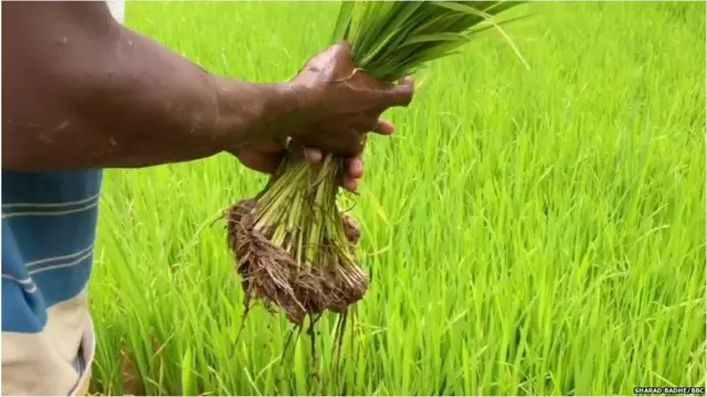 चंद्रशेखर भडसावळे यांच्या शेतात एसआरटी पद्धतीनं भात लागवड केली जाते.