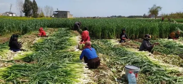 tarım işçileri