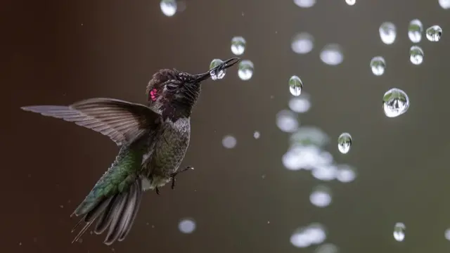 Anna’s-Hummingbird.