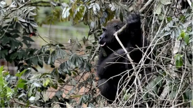 গবেষক দল গ্যালনের একটি স্যাংচুয়ারিতে প্রাণীদের ওপর পরীক্ষা চালান।