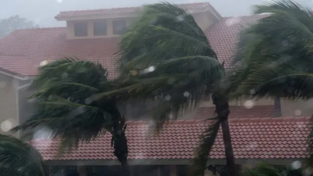 Palm trees in Bonita Springs north of Naples, Florida