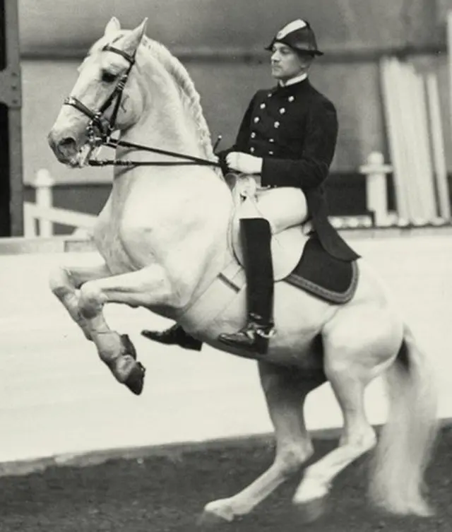 Липицианская лошадь