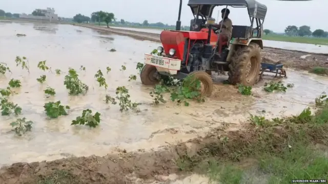 ਨਰਮਾ ਪੱਟੀ