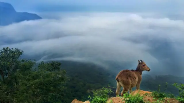 பிபிசி தமிழ் நேயர்களின் மெய்சிலிர்க்க வைக்கும் வன உயிரின படங்கள்