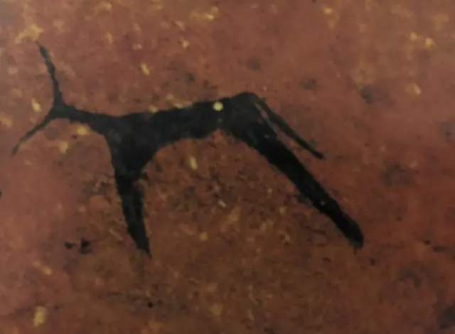 fakkii dhagaa irratti kaafame