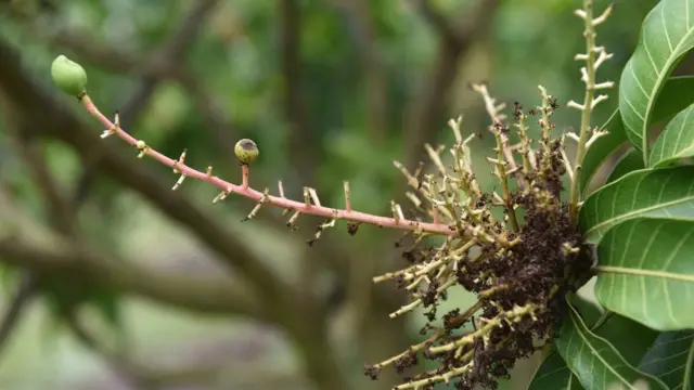 ต้นมะม่วงที่ติดโรค