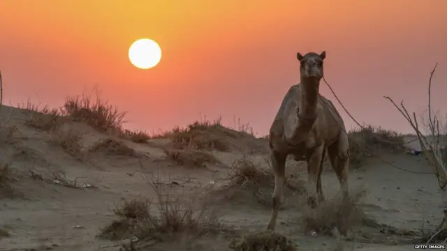 કચ્છના રણની તસવીર