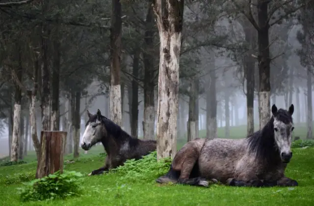 Horses are seen inside a forest near the ruins of the Greek and Roman city in Shahhat, Libya January 5, 2018. Picture taken January 5, 2018.