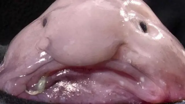 Ajoyib onanizm porno