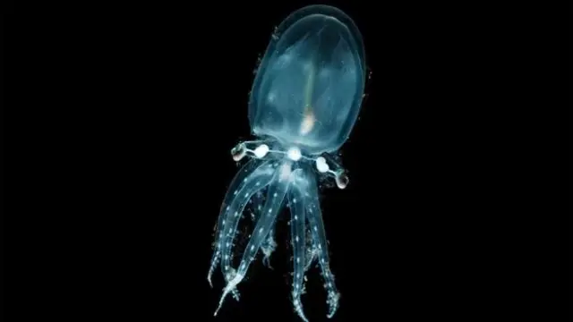 هشت‌پای شیشه‌ای در اعماق آب‌های گرمسیری و نیمه‌گرمسیری زندگی می‌کند