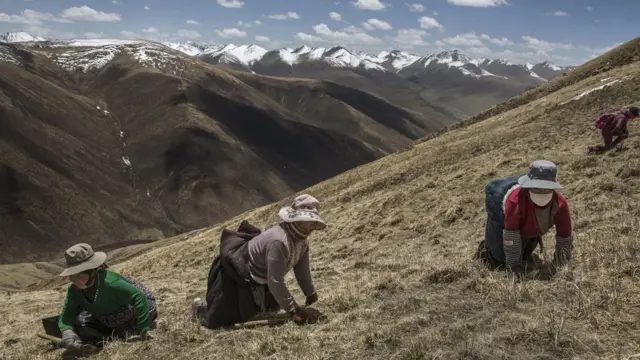 ผู้เก็บถั่งเช่าในแถบเทือกเขาหิมาลัยมีอยู่หลายแสนคน โดยมีคนต่างถิ่นหลั่งไหลเข้ามา "ขุดทอง" กันมากขึ้น