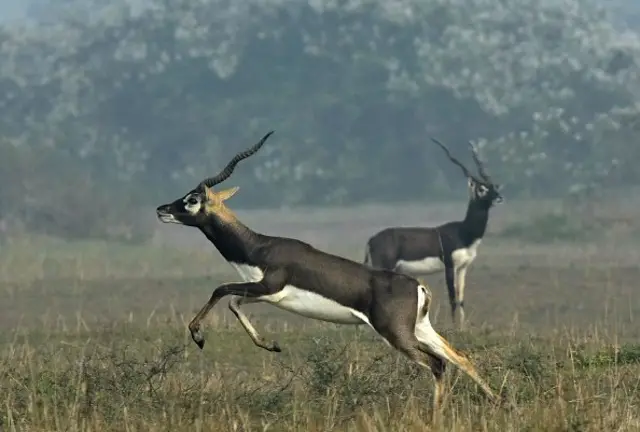 animal