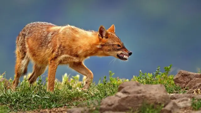 स्याल तानासाही र आलोचनात्मक खालको हुन्छ