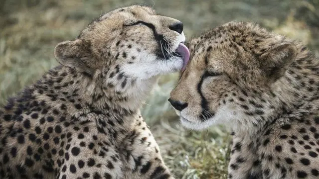 चित्ता