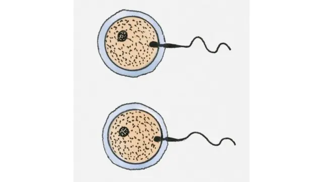 Dos óvulos fecundados