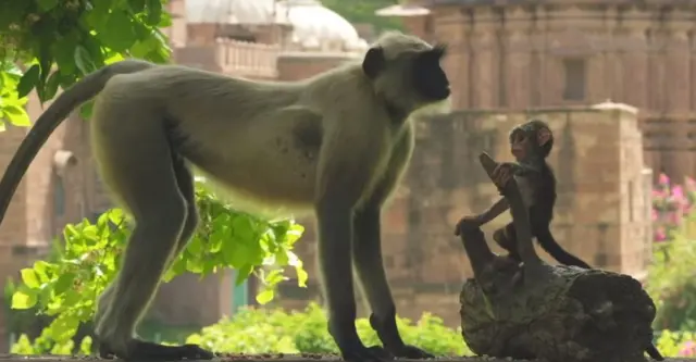 बंदर, funeral for a spy monkey