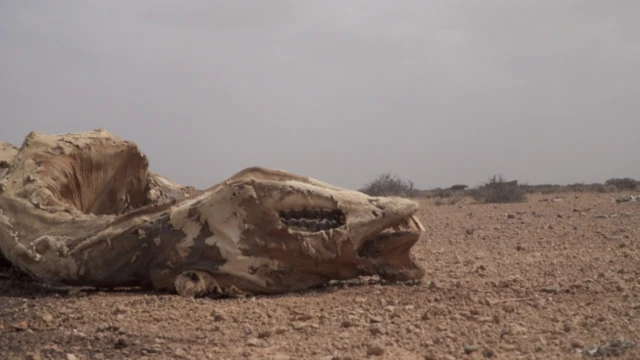 Xoolo badan ayay abaarta baabi'isay