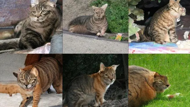 बिल्लियां