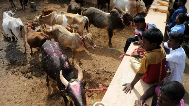 ஜல்லிக்கட்டு காளையை பார்வையிடும் சிறுவர்கள்