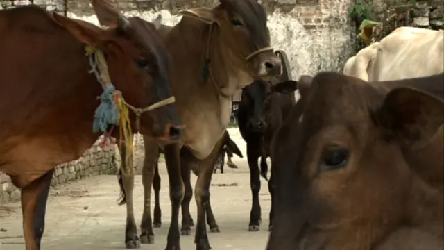 Cattle