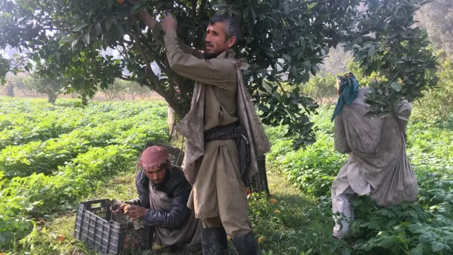 ننګرهار