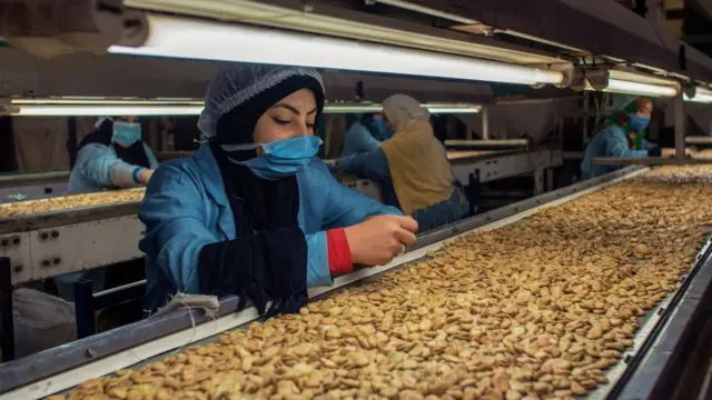 Зелена квасоля