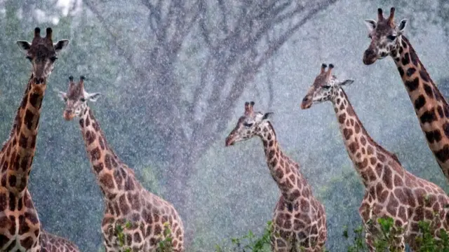 Жираф как символ эволюции?