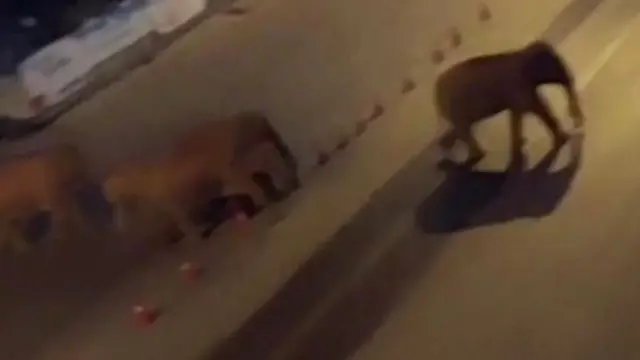 畫面顯示,這些亞洲象穿越了多個城鎮,在馬路上跋涉。.